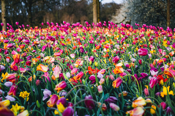 Multicolored tulips. Morning in colorful flower park Keukenhof in Holland