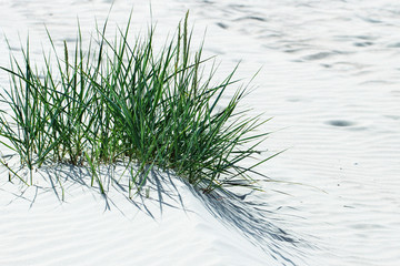 Growing grass on sand dune.