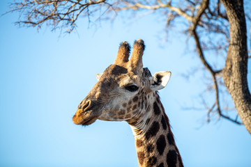 Portrait of a large male giraffe