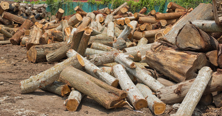 Pile of logs and woods in wood factory waiting for further cutting process.
