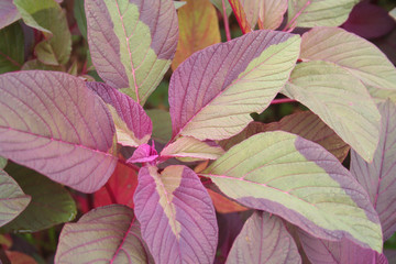 Amaranthus or Amaranth plants in the field. Amaranthus field on summer