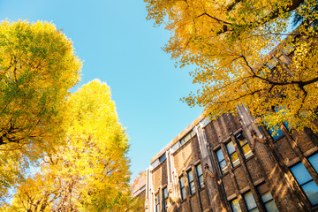 The University of Tokyo with autumn ginkgo tree in Tokyo, Japan