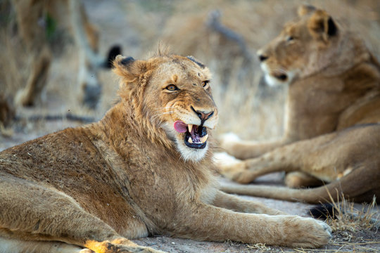 A large pride of lions starting to awake before a night of hunting in the bushveld of the greater kruger national park.