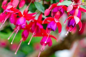 Close-up of Fuchsia is a genus of flowering plants that consists mostly of shrubs or small trees.