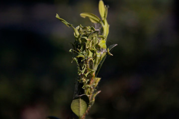 Box bush attacked by Cydalima perspectalis caterpillar. Cydalima perspectalis eating Boxus green leaves