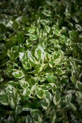 background of spotted betel leaf