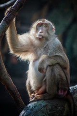 Macaque tongue