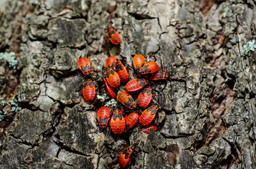Red bugs (Pyrrhocoridae), cotton stainers