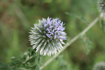 Echinops flower ready to bloom. Blue globe thistles plant in the garden