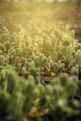 abstract lighting scene of cantus with sun light