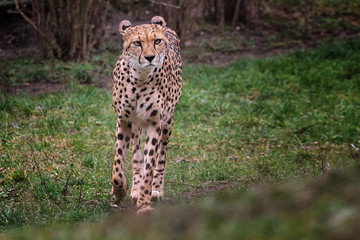 Walking cheetah