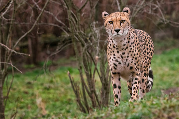 Standing cheetah
