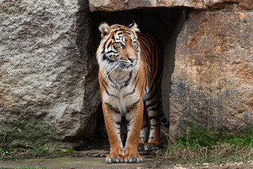Sumatran tiger
