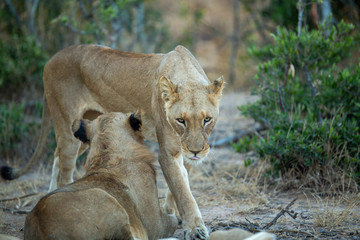 A large pride of lions starting to awake before a night of hunting in the bushveld of the greater kruger national park.