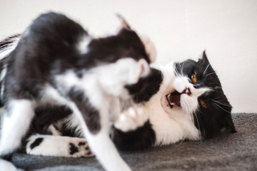 Two funny black and white tuxedo cats are fighting among themselves.