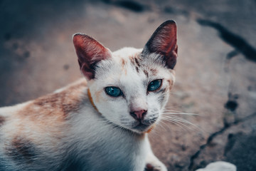 Thai Street Cat