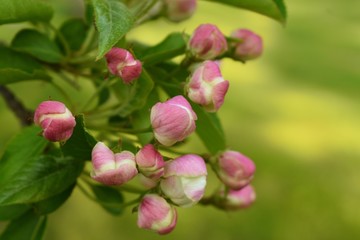 Obraz na płótnie Canvas pink apple blossom buds on the tree