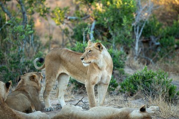 A large pride of lions starting to awake before a night of hunting in the bushveld of the greater kruger national park.