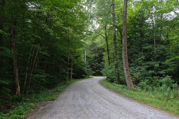 Gravel road through green forest