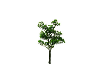 Fototapeta na wymiar the brown tree with branch and green leaves on white background isolated