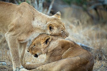 A large pride of lions starting to awake before a night of hunting in the bushveld of the greater kruger national park.