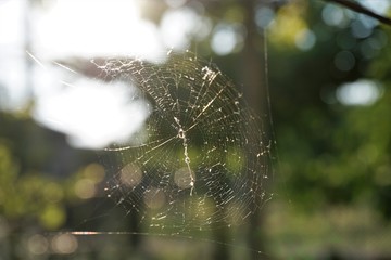 Cobweb with blurry and colorful background.