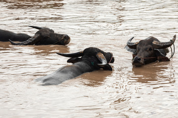 Fototapeta premium herd of buffalo playing water at morass