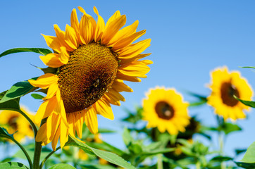 Close-up of sunflower field with blue sky