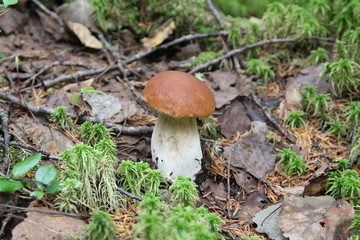brown mushroom in the forest macro