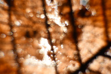 absract of dry leaf,summer sunlight,autumn concept