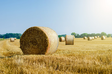 Fototapeta na wymiar Rolled up hay bales on wheat field or dry meadow after harvest in rural agricultural area.