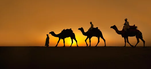 Foto op Plexiglas Rajasthan travel background - Three indian cameleers (camel drivers) with camels silhouettes in dunes of Thar desert on sunset. Jaisalmer, Rajasthan, India © sutthinon602