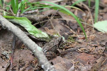 lizard on the leaves macro