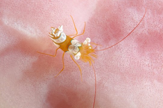 Squat shrimp (Thor amboinensis), Bohol Sea, Cebu, Philippines, Asia