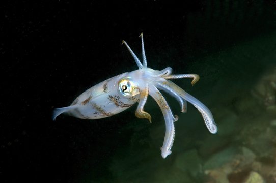 Bigfin reef squid (Sepioteuthis lessoniana), Bohol Sea, Philippines, Asia