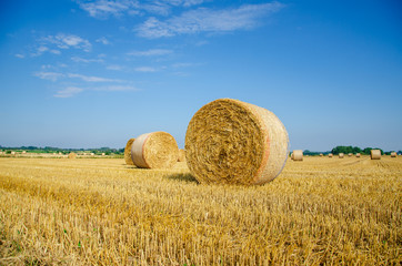 Rolled up hay bales on wheat field or dry meadow after harvest in rural agricultural area.