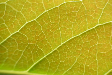abstract of green leaf and white sunlight