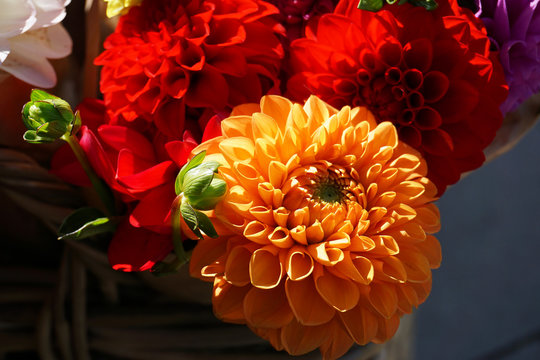 Dahlienbl&uuml;ten in Orange und Rot - Dahlia red and orange