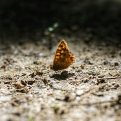 Orange Butterfly on an Earthy Ground