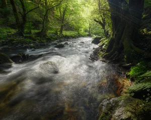 Gordijnen Bos rivier Stream of a River flows through a Green Oak Forest  © Luis Vilanova