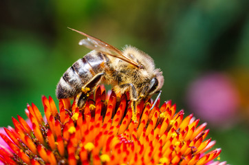 Honey Bee Collecting Honey From Flower