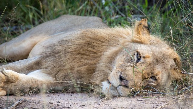 African Lion (Panthera leo), male, lying on grass, Klaserie Nature Reserve, South Africa, Africa