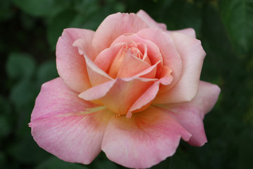 Lovely Rose