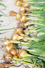 Fresh harvest of onion collected and laid out on a cement floor to dry. Shallow depth of field. Selective focus