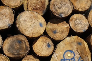 Fototapeta premium Wood