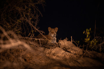 Young leopard cub sitting on top of a termite mound in the evening.