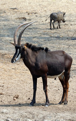 Male Sable antelope