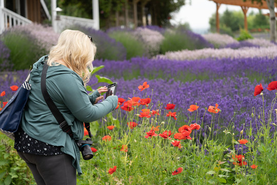 Woman (30-30 years) uses a smart phone to take photos of the lavender flowers and poppies