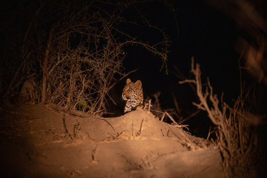 Young leopard cub sitting on top of a termite mound in the evening.