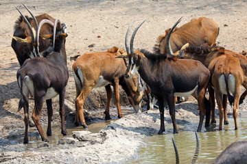 Sable antelope herd at waterhole